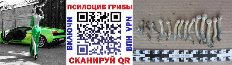 закладки Богданович Галлюциногенные грибы Magic Shrooms